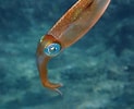 Image result for Squid Coral Reef. Size: 123 x 100. Source: snorkelthings.com