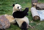 Image result for Panda geant. Size: 147 x 100. Source: www.xinhuanet.com