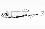 Image result for PHOSICHTHYIDAE. Size: 151 x 100. Source: fishesofaustralia.net.au