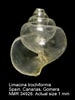 Afbeeldingsresultaten voor "Limacina trochiformis". Grootte: 75 x 100. Bron: www.marinespecies.org
