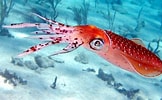 Image result for Squid Coral Reef. Size: 162 x 100. Source: otlibrary.com