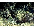 Image result for "myoxocephalus Scorpioides". Size: 120 x 100. Source: www.marlin.ac.uk