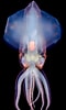 Afbeeldingsresultaten voor Eucleoteuthis luminosa Stam. Grootte: 60 x 100. Bron: www.sohu.com