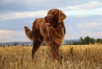 Image result for Flat Coated Retriever Opprinnelse. Size: 148 x 100. Source: www.hundeo.com