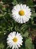 Tamaño de Resultado de imágenes de White Daisy with Black Center.: 73 x 100. Fuente: www.bloomybliss.com