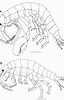 Afbeeldingsresultaten voor Ischyrocerus anguipes Familie. Grootte: 64 x 100. Bron: zenodo.org