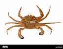 Image result for "liocarcinus Depurator". Size: 128 x 100. Source: www.alamy.com