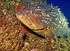Image result for Brown Grouper. Size: 137 x 100. Source: blog.seniorennet.be