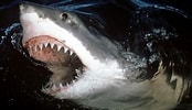 Afbeeldingsresultaten voor Shark Round Head. Grootte: 174 x 100. Bron: www.nbcnews.com