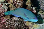 Image result for Scarus globiceps. Size: 151 x 100. Source: fishesofaustralia.net.au