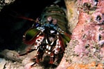 Image result for "scyllarus Rugosus". Size: 150 x 100. Source: reeflifesurvey.com
