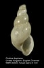 Image result for "ondina Diaphana". Size: 65 x 100. Source: www.marinespecies.org