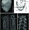 Image result for "pneumoderma peroni Heterocotylum". Size: 99 x 100. Source: www.researchgate.net