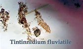 Image result for "tintinnidium Balechi". Size: 168 x 100. Source: www.youtube.com
