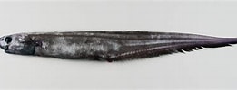 Image result for "notoscopelus Elongatus". Size: 261 x 100. Source: adriaticnature.com