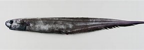 Bilderesultat for Callionymus fasciatus Anatomie. Størrelse: 288 x 100. Kilde: adriaticnature.com