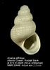 Afbeeldingsresultaten voor Alvania jeffreysi Anatomie. Grootte: 71 x 100. Bron: www.marinespecies.org
