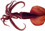 Image result for Mastigoteuthis Anatomie. Size: 147 x 100. Source: www.techno-science.net