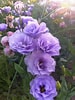 Image result for Lisianthus Flowers. Size: 75 x 100. Source: www.pinterest.com