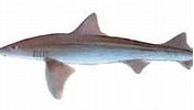 Image result for "mustelus Palumbes". Size: 176 x 91. Source: www.fishingowl.co.za