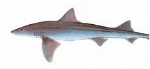 Image result for "mustelus Palumbes". Size: 216 x 91. Source: www.fishingowl.co.za