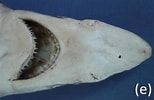 Image result for "carcharhinus Macloti". Size: 154 x 100. Source: www.researchgate.net