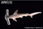 Afbeeldingsresultaten voor Vleugelkophamerhaai Anatomie. Grootte: 151 x 101. Bron: www.sharks4kids.com