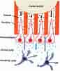 Cell Lines in Dental pulp కోసం చిత్ర ఫలితం. పరిమాణం: 86 x 101. మూలం: www.researchgate.net