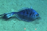 Image result for "grammicolepis Brachiusculus". Size: 152 x 101. Source: fishesofaustralia.net.au