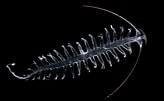 Image result for "tomopteris Planktonis". Size: 164 x 101. Source: zooplankton.nl