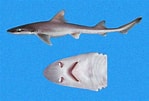 Image result for "mustelus Dorsalis". Size: 149 x 101. Source: www.sharkwater.com