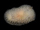 Image result for "onchidoris Muricata". Size: 135 x 101. Source: www.aphotomarine.com