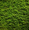 Image result for Moss. Size: 96 x 101. Source: creativemarket.com
