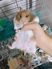 Tamaño de Resultado de imágenes de hamster geslacht.: 76 x 101. Fuente: www.hamstersociety.sg