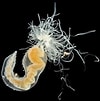 Image result for "polycirrus Medusa". Size: 100 x 101. Source: singapore.biodiversity.online
