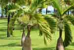 Afbeeldingsresultaten voor Small Palm Trees. Grootte: 150 x 101. Bron: decoomo.com