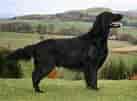 Image result for Flat Coated Retriever. Size: 137 x 101. Source: petyourdog.com