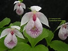Image result for "cirrhoscyllium Formosanum". Size: 135 x 101. Source: alchetron.com