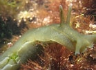Image result for "fowlerina Punctata". Size: 139 x 101. Source: www.marlin.ac.uk
