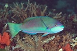 Image result for Scarus globiceps. Size: 152 x 101. Source: www.inaturalist.org