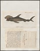 Afbeeldingsresultaten voor Vleugelkophamerhaai Anatomie. Grootte: 80 x 101. Bron: animal.memozee.com