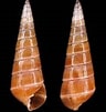 Image result for Pyramidellidae. Size: 96 x 101. Source: www.gastropods.com