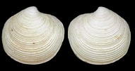 Image result for "lucinoma Borealis". Size: 191 x 101. Source: www.idscaro.net