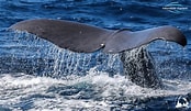 Bilderesultat for Toothed whale Phylum. Størrelse: 174 x 101. Kilde: www.whales-australia.com.au