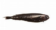Image result for "xenodermichthys Copei". Size: 186 x 101. Source: www.descna.com