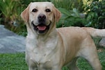 Image result for Labrador Retriever Hunderassen. Size: 151 x 101. Source: getwallpapers.com