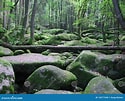 Image result for Bavarian Forest Type of Rock. Size: 125 x 101. Source: www.dreamstime.com