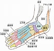足の構造 に対する画像結果.サイズ: 107 x 101。ソース: ourage.jp