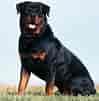 Bildresultat för Rottweiler. Storlek: 99 x 101. Källa: wildlife-photographs.blogspot.com