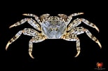 Image result for "grapsus Albolineatus". Size: 154 x 101. Source: www.pinterest.com